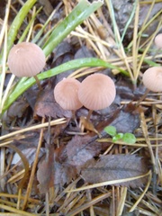 Mycena rosella