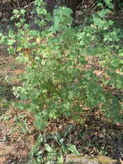 Ribes sanguineum