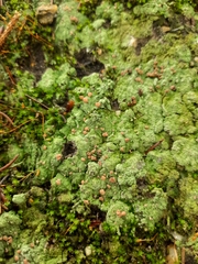 Icmadophila ericetorum