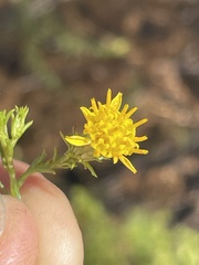 Ericameria pinifolia