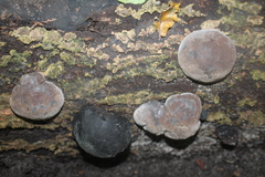 Daldinia concentrica