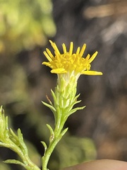 Ericameria pinifolia