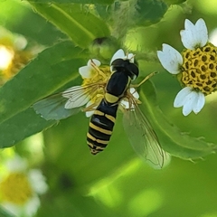 Sphaerophoria scripta