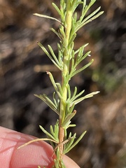 Ericameria pinifolia