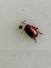 Chrysolina staphylaea