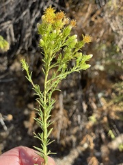 Ericameria pinifolia