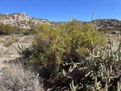 Ericameria pinifolia