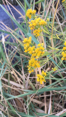 Euthamia occidentalis