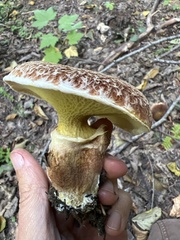 Suillus ampliporus