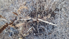 Dactylis glomerata hispanica