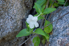 Ruellia leucantha