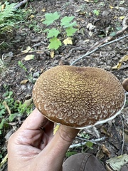 Suillus ampliporus