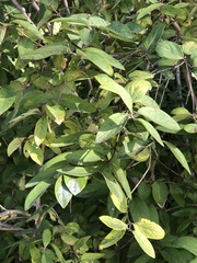Lonicera