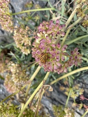 Graphosoma semipunctatum