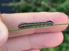 Spodoptera