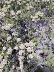 Leucadendron singulare
