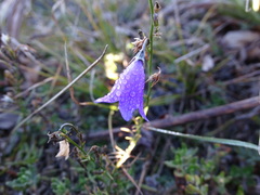 Campanula patula