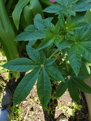 Cleome houtteana