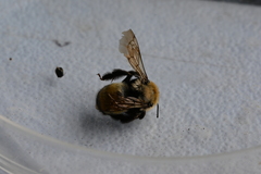 Anthophora bomboides
