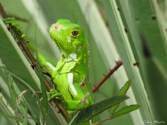 Iguana iguana