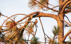 Melanerpes lewis