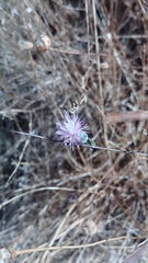 Mantisalca salmantica