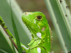 Iguana iguana