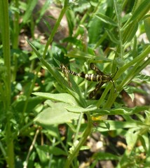 Carmenta wildishorum