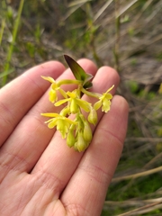 Epidendrum zipaquiranum