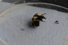 Anthophora bomboides