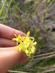 Epidendrum zipaquiranum