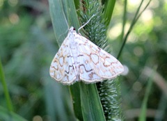 Elophila nymphaeata
