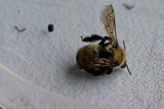 Anthophora bomboides
