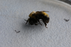Anthophora bomboides