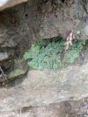 Plagiochasma rupestre