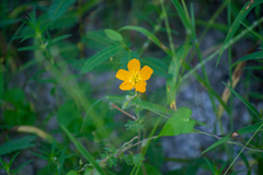 Kallstroemia peninsularis