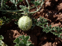 Cucumis myriocarpus