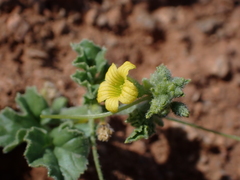 Cucumis myriocarpus