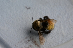 Anthophora bomboides
