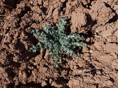 Scolymus hispanicus