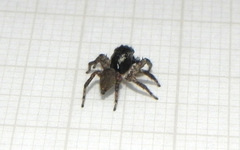 Sumampattus quinqueradiatus