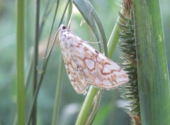 Elophila nymphaeata