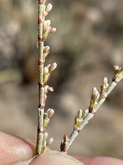 Eriogonum wrightii membranaceum