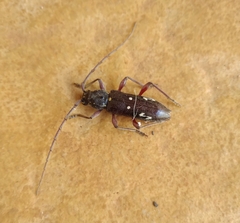 Ambonus interrogationis