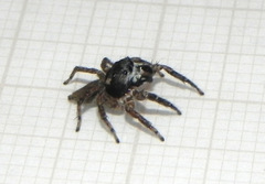 Sumampattus quinqueradiatus