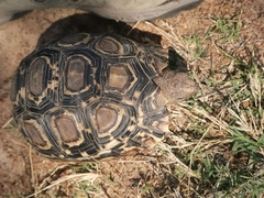 Stigmochelys pardalis