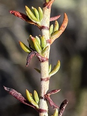 Eriogonum wrightii membranaceum
