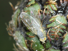 Acanthiophilus helianthi