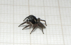 Sumampattus quinqueradiatus