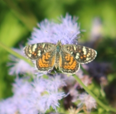Phyciodes picta
